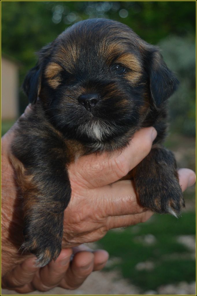Du Buisson De La Passée - Chiots disponibles - Lhassa Apso