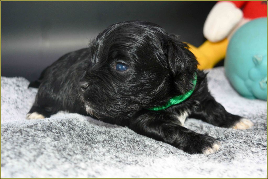 Du Buisson De La Passée - Chiots disponibles - Bichon Havanais