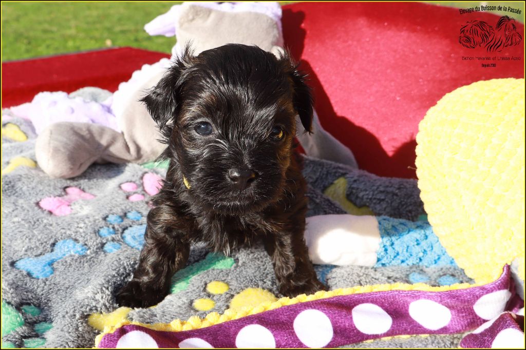 Du Buisson De La Passée - Chiots disponibles - Bichon Havanais