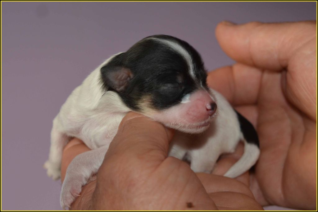 Du Buisson De La Passée - Chiots disponibles - Bichon Havanais
