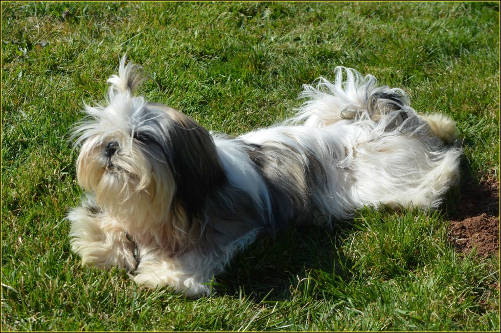 Du Buisson De La Passée - Chiots disponibles - Shih Tzu