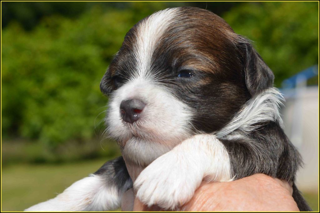 Du Buisson De La Passée - Chiots disponibles - Bichon Havanais