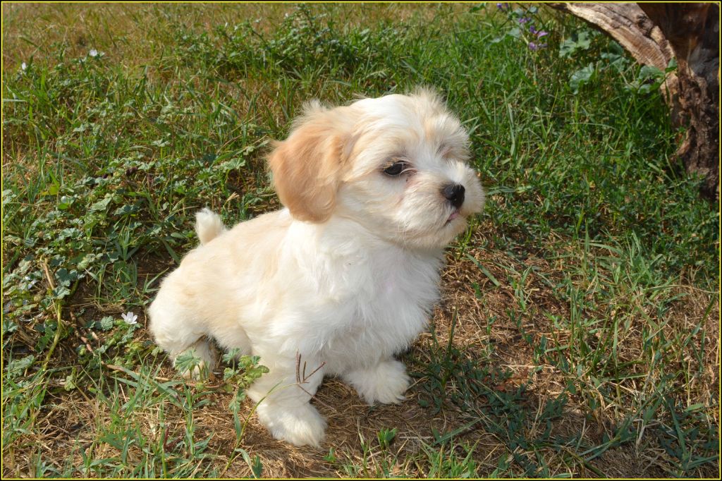 Du Buisson De La Passée - Chiots disponibles - Bichon Havanais