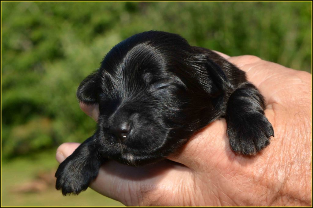 Du Buisson De La Passée - Chiots disponibles - Bichon Havanais
