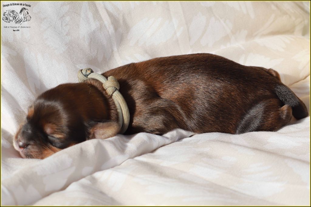 Du Buisson De La Passée - Chiots disponibles - Bichon Havanais