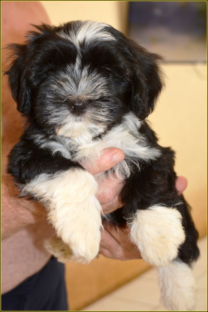 Du Buisson De La Passée - Chiots disponibles - Bichon Havanais