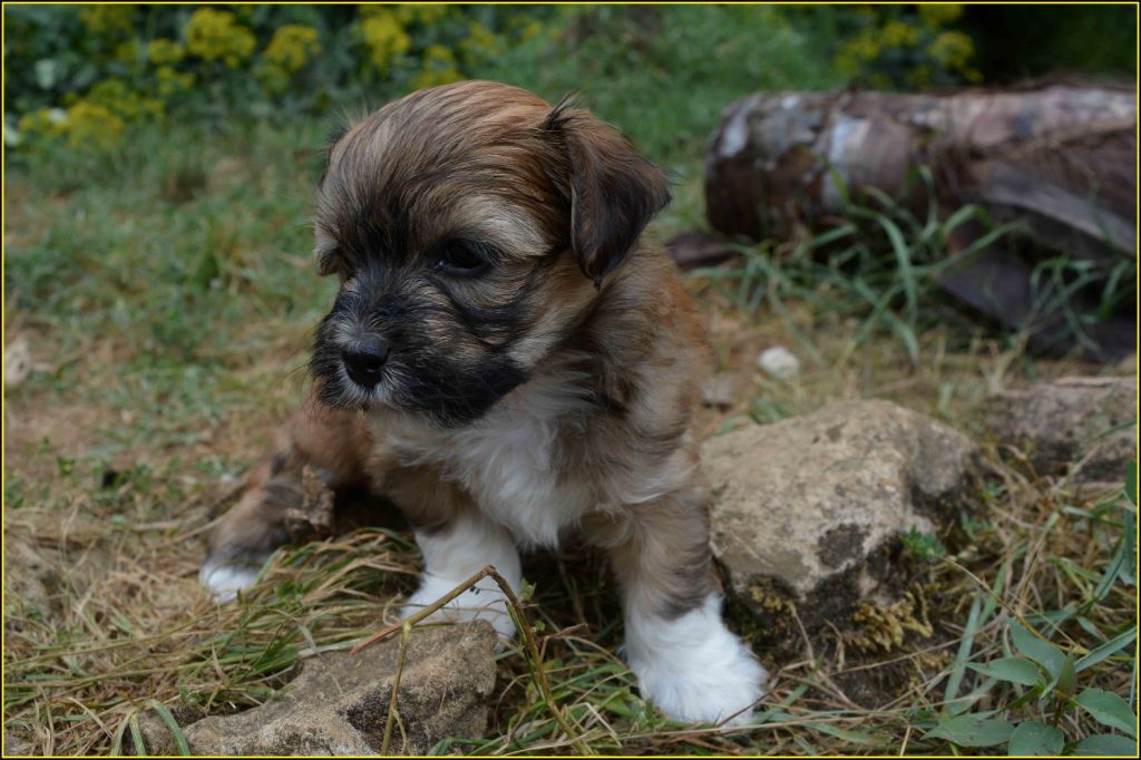 Du Buisson De La Passée - Chiots disponibles - Bichon Havanais