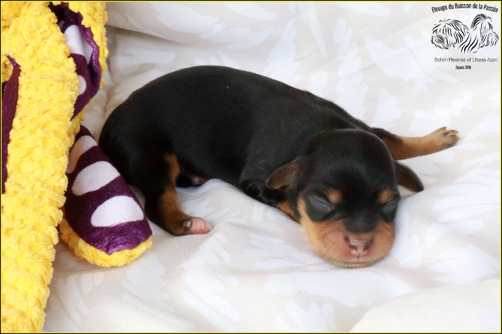 Du Buisson De La Passée - Chiots disponibles - Bichon Havanais