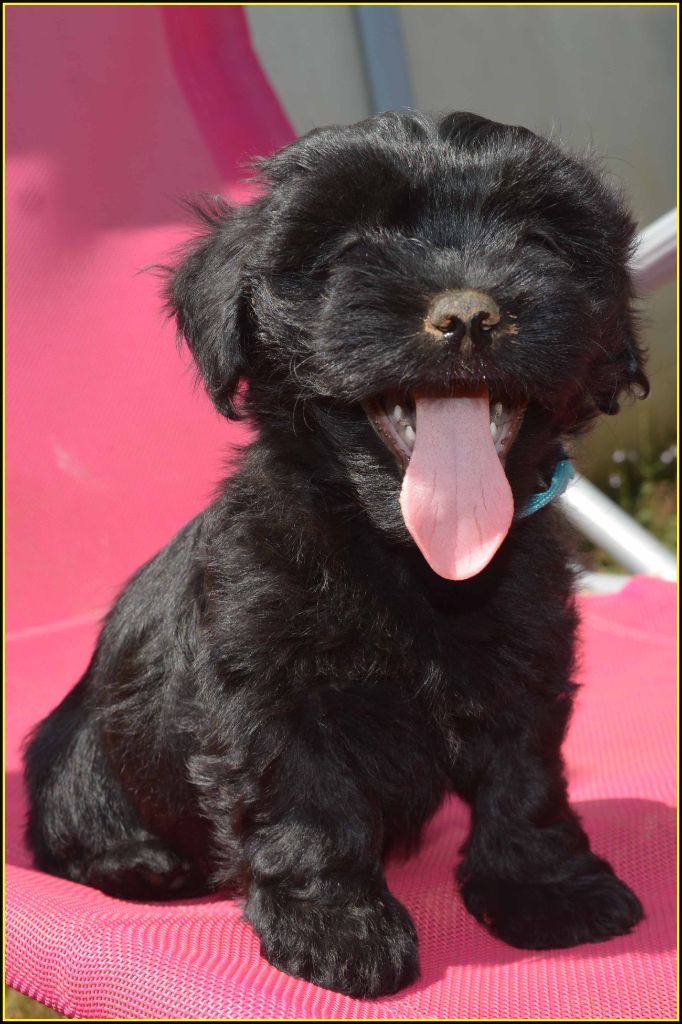Du Buisson De La Passée - Chiots disponibles - Bichon Havanais