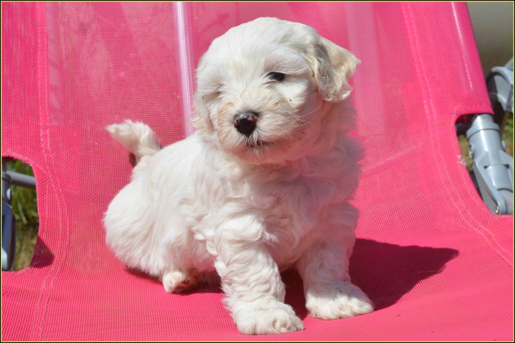 Du Buisson De La Passée - Chiots disponibles - Bichon Havanais