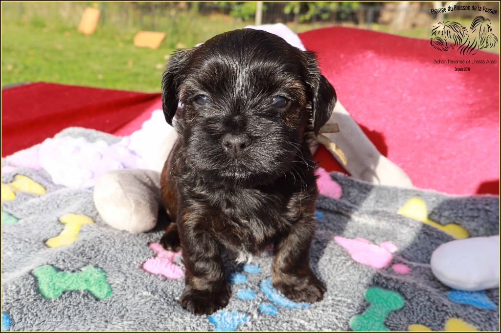 Du Buisson De La Passée - Chiots disponibles - Bichon Havanais