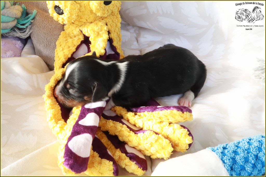 Du Buisson De La Passée - Chiots disponibles - Bichon Havanais