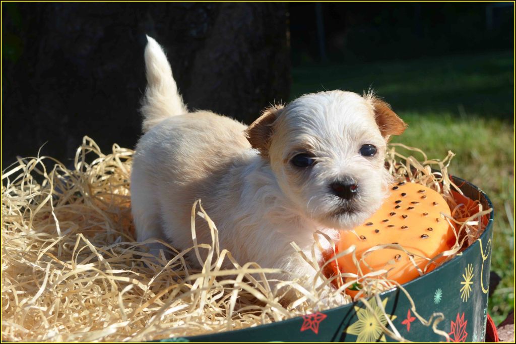 Du Buisson De La Passée - Chiots disponibles - Bichon Havanais