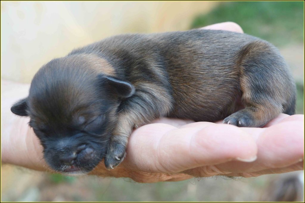 Du Buisson De La Passée - Chiots disponibles - Lhassa Apso