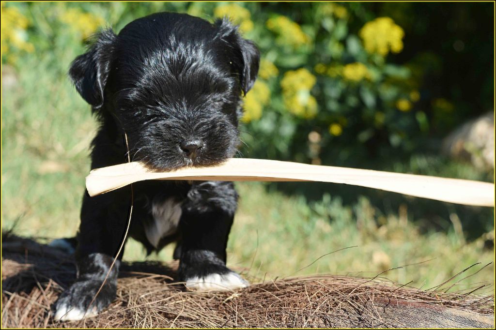 Du Buisson De La Passée - Chiots disponibles - Bichon Havanais
