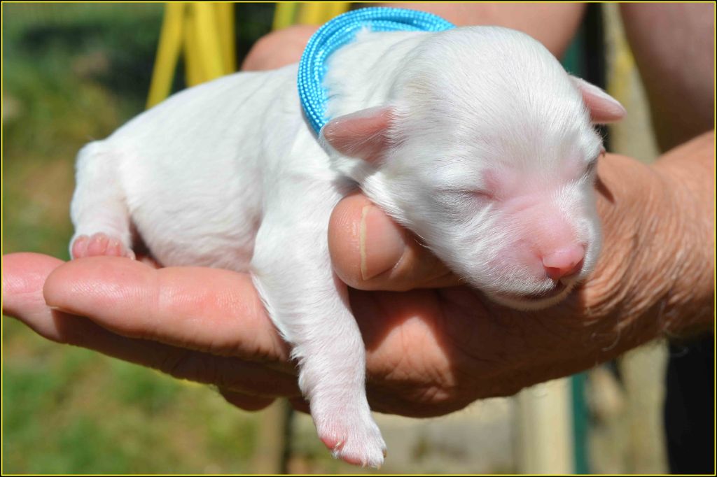Du Buisson De La Passée - Chiots disponibles - Bichon Havanais