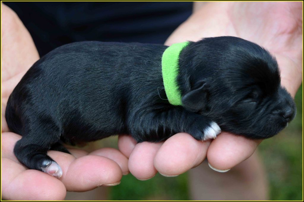 Du Buisson De La Passée - Chiots disponibles - Bichon Havanais