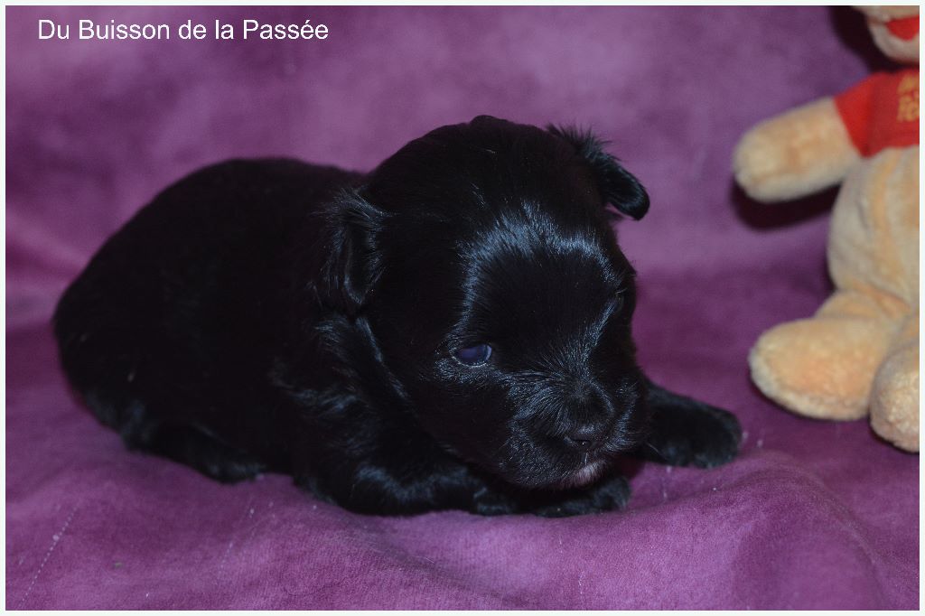 Du Buisson De La Passée - Bichon Havanais - Portée née le 18/03/2020