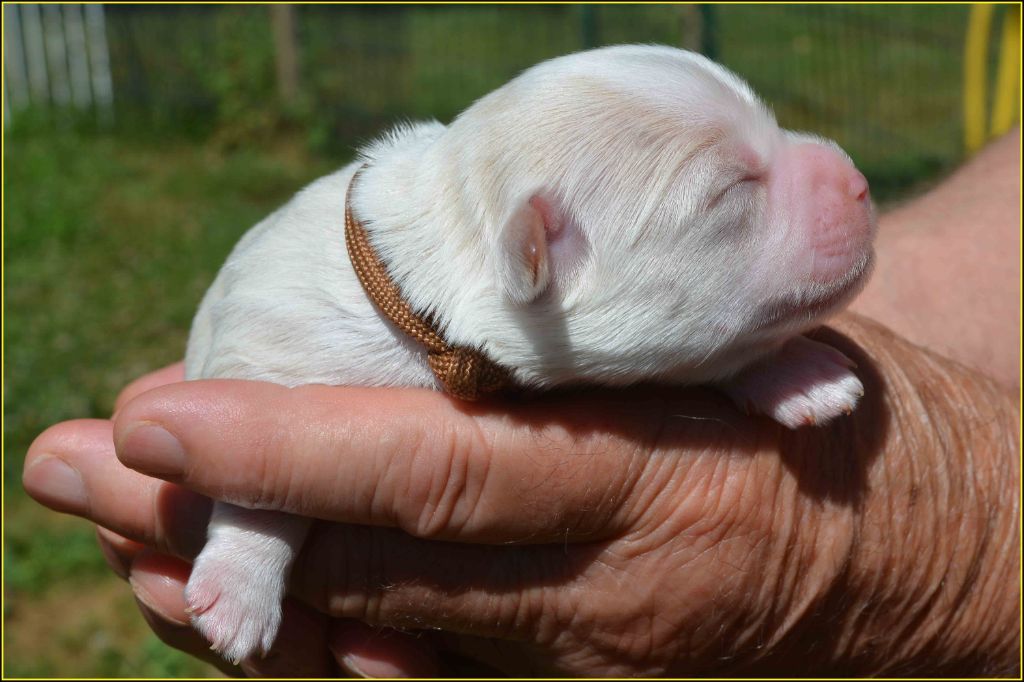 Du Buisson De La Passée - Chiots disponibles - Bichon Havanais