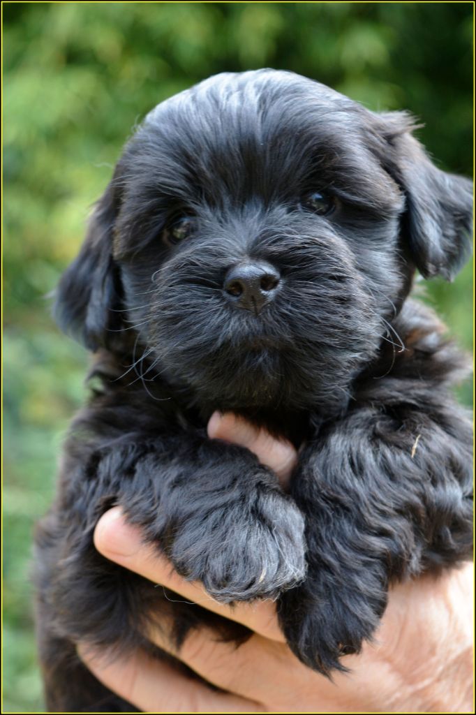 Du Buisson De La Passée - Chiots disponibles - Bichon Havanais