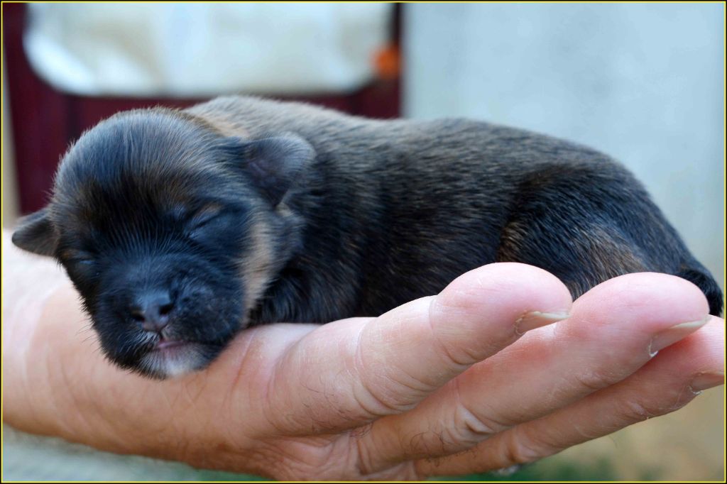 Du Buisson De La Passée - Chiots disponibles - Lhassa Apso