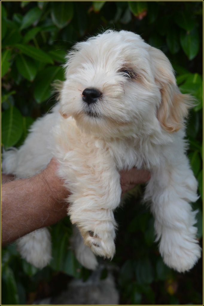 Du Buisson De La Passée - Chiots disponibles - Bichon Havanais
