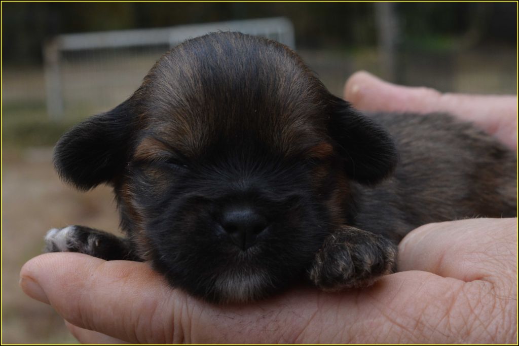 Du Buisson De La Passée - Chiots disponibles - Lhassa Apso