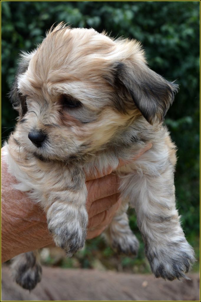 Du Buisson De La Passée - Chiots disponibles - Bichon Havanais
