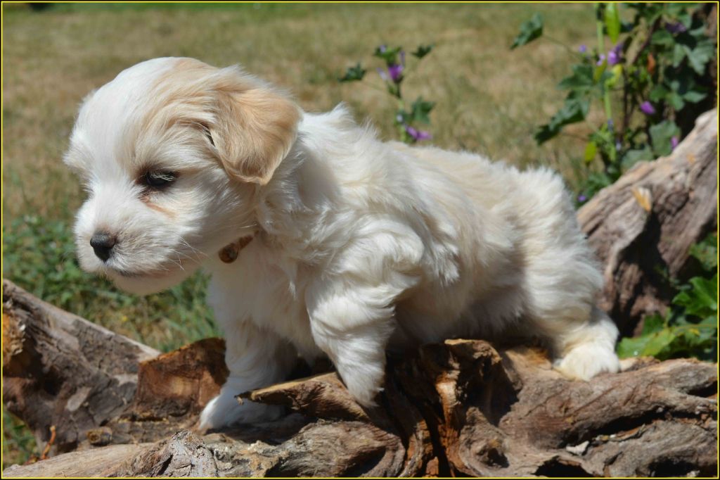 Du Buisson De La Passée - Chiots disponibles - Bichon Havanais