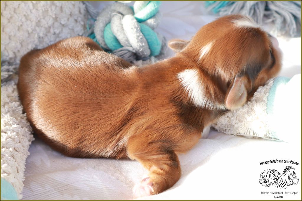 Du Buisson De La Passée - Chiots disponibles - Bichon Havanais