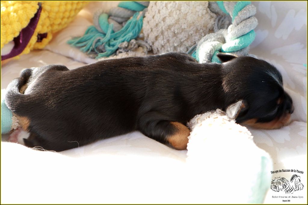 Du Buisson De La Passée - Chiots disponibles - Bichon Havanais