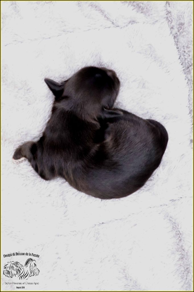 Du Buisson De La Passée - Chiots disponibles - Bichon Havanais