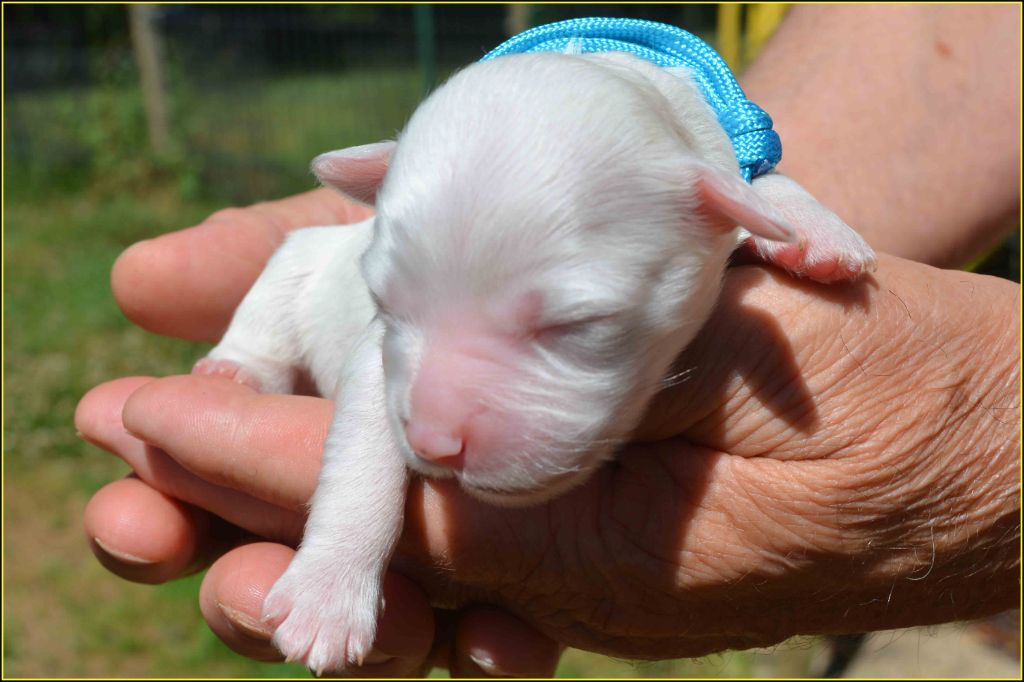 Du Buisson De La Passée - Chiots disponibles - Bichon Havanais