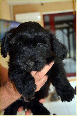 Axel du Buisson de la Passée