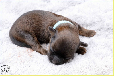 CHIOT