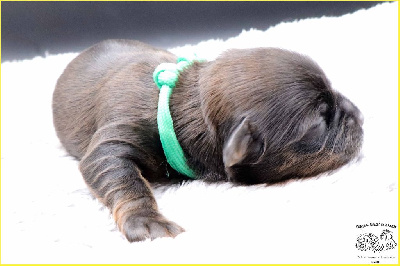 CHIOT