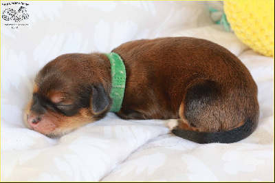 A.........du Buisson de la Passée 