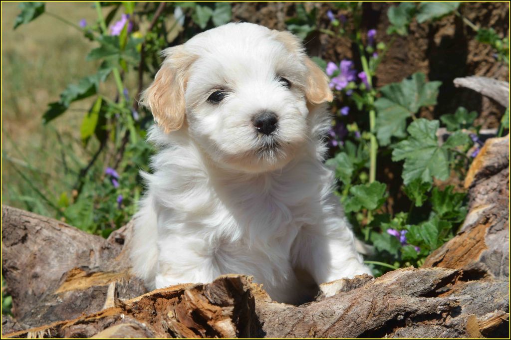 Du Buisson De La Passée - Chiots disponibles - Bichon Havanais