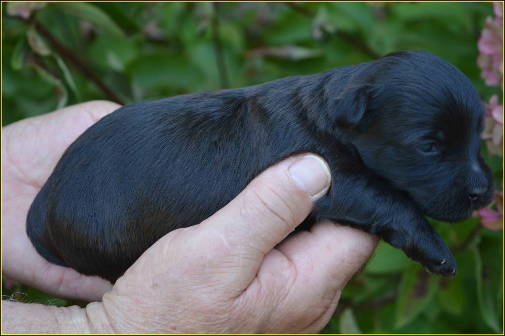 Du Buisson De La Passée - Chiots disponibles - Bichon Havanais