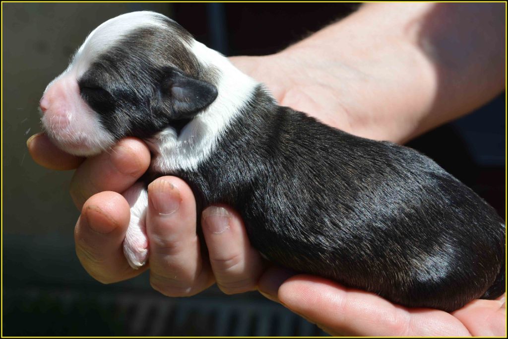 Du Buisson De La Passée - Chiots disponibles - Bichon Havanais