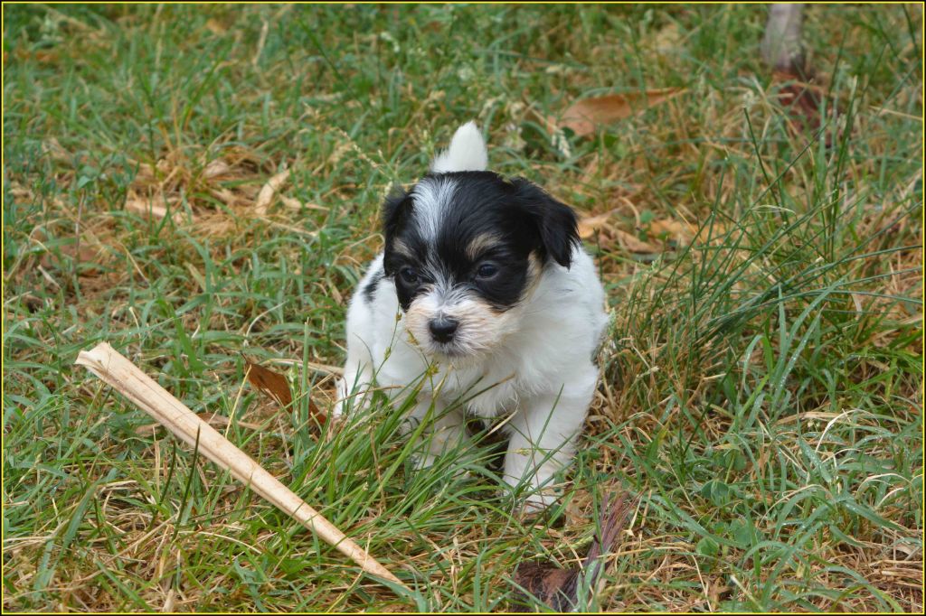 Du Buisson De La Passée - Chiots disponibles - Bichon Havanais