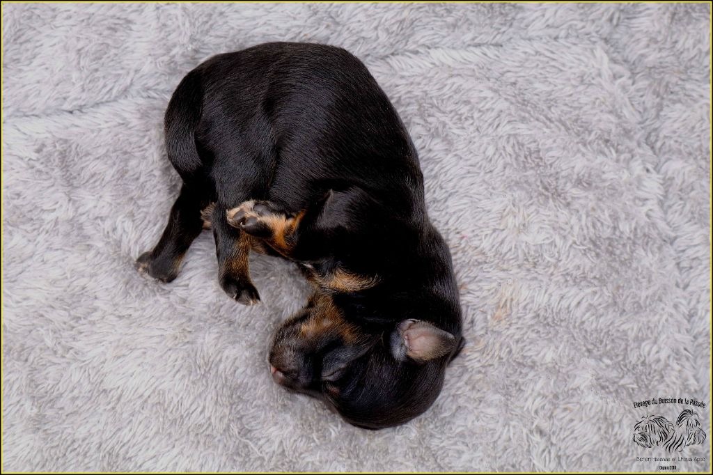 Du Buisson De La Passée - Chiots disponibles - Bichon Havanais