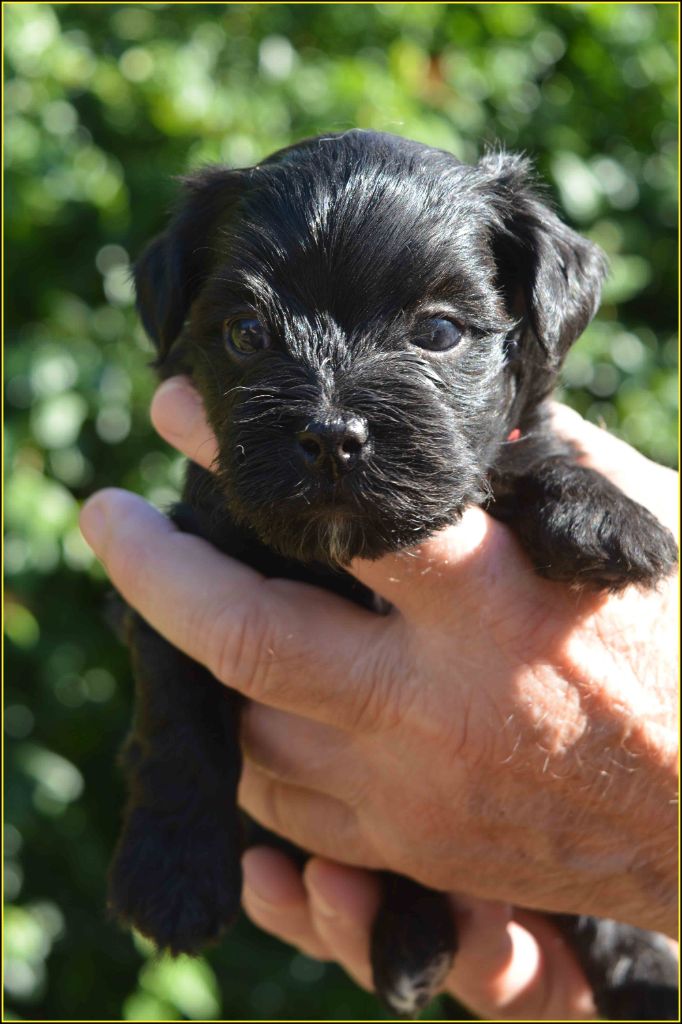 Du Buisson De La Passée - Chiots disponibles - Bichon Havanais