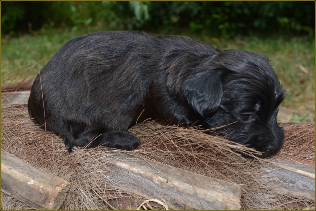 Du Buisson De La Passée - Chiots disponibles - Bichon Havanais