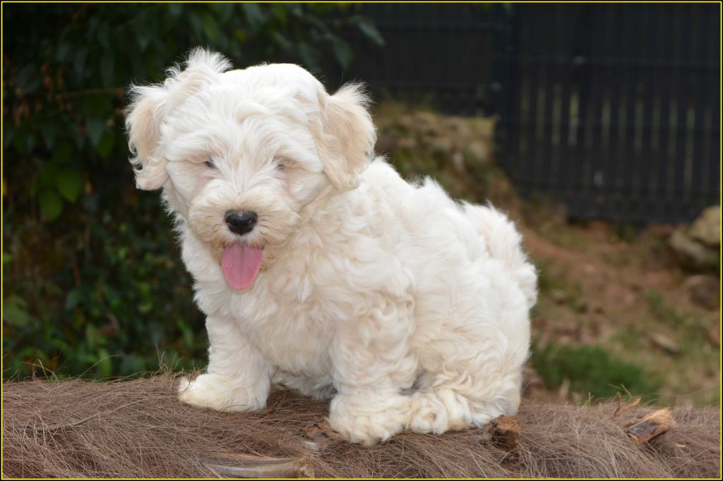 Du Buisson De La Passée - Chiots disponibles - Bichon Havanais