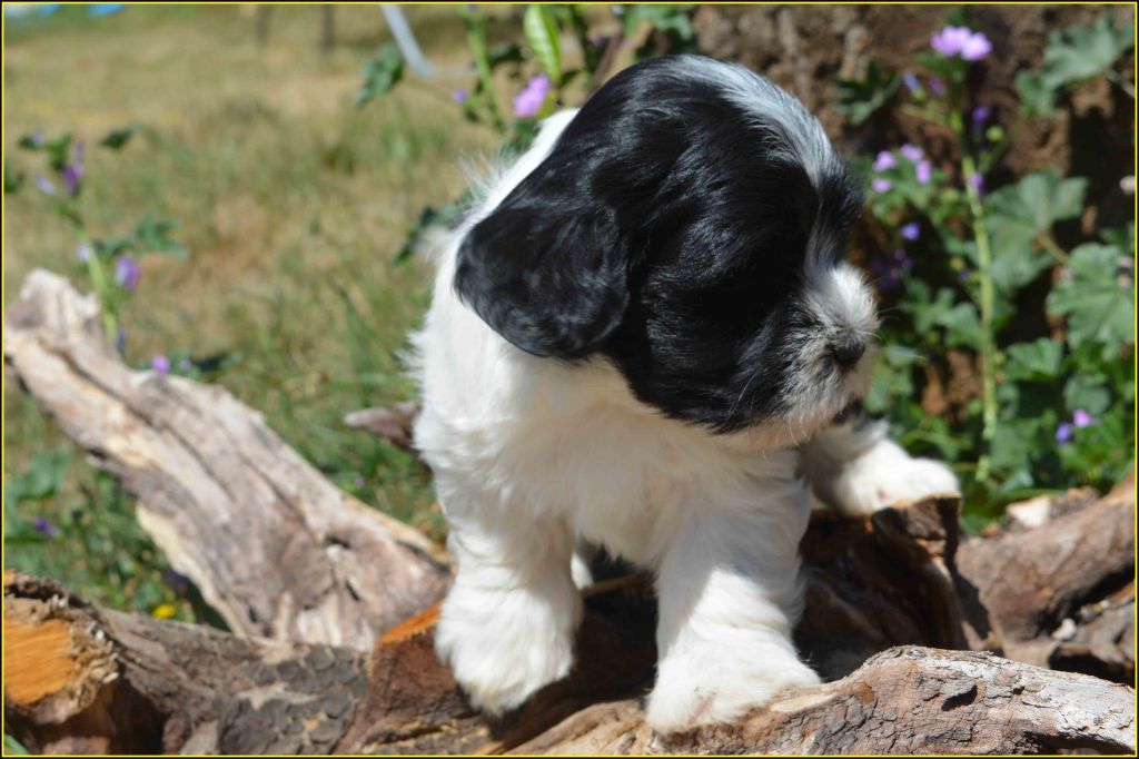 Du Buisson De La Passée - Chiots disponibles - Bichon Havanais