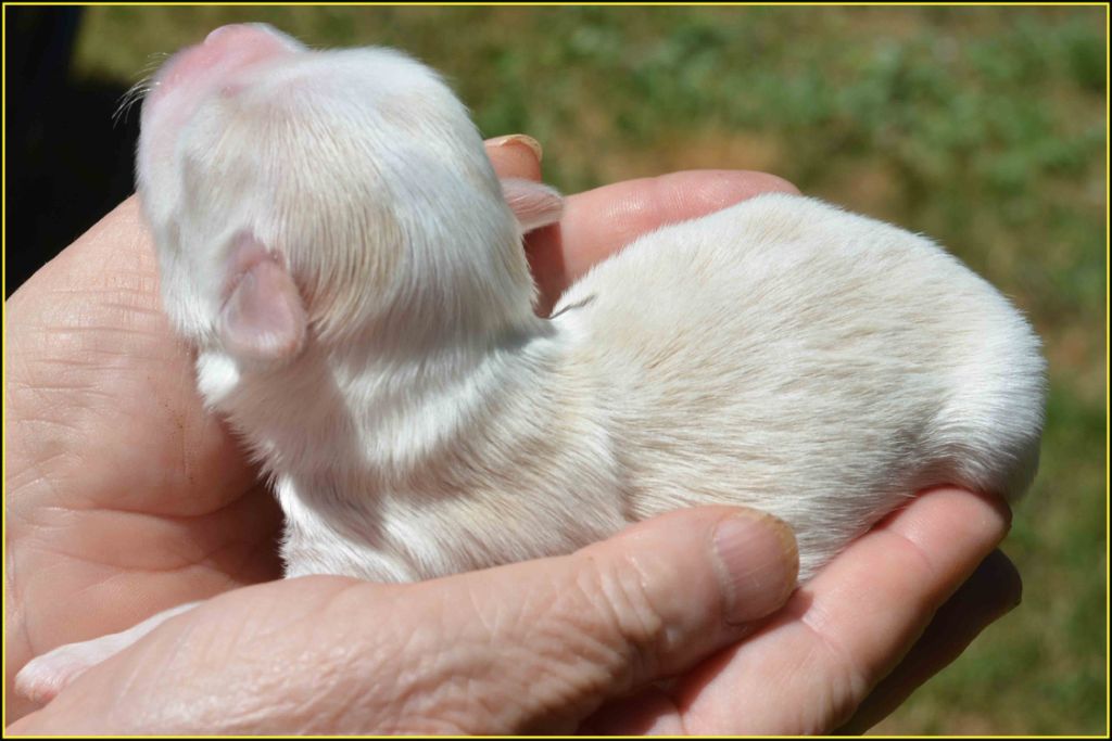Du Buisson De La Passée - Chiots disponibles - Bichon Havanais