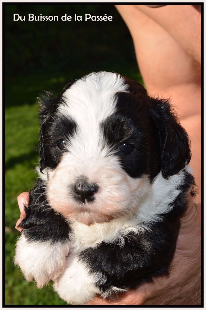 Du Buisson De La Passée - Bichon Havanais - Portée née le 15/09/2017