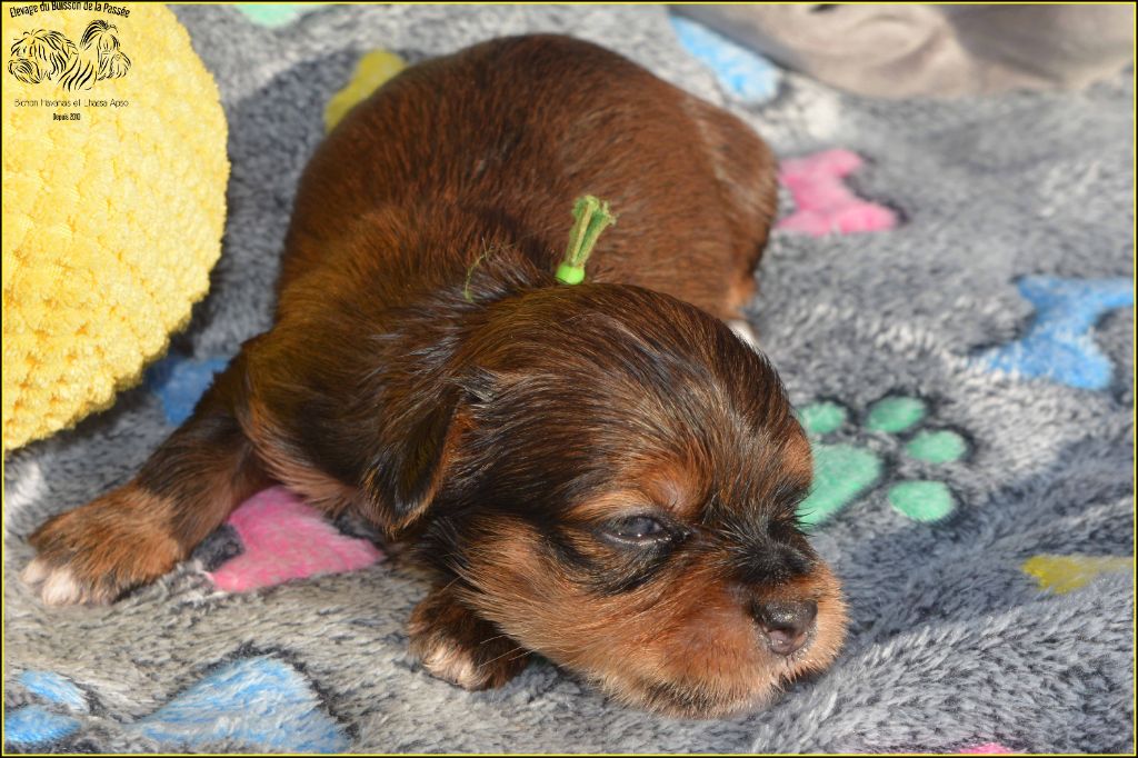 Du Buisson De La Passée - Chiots disponibles - Bichon Havanais