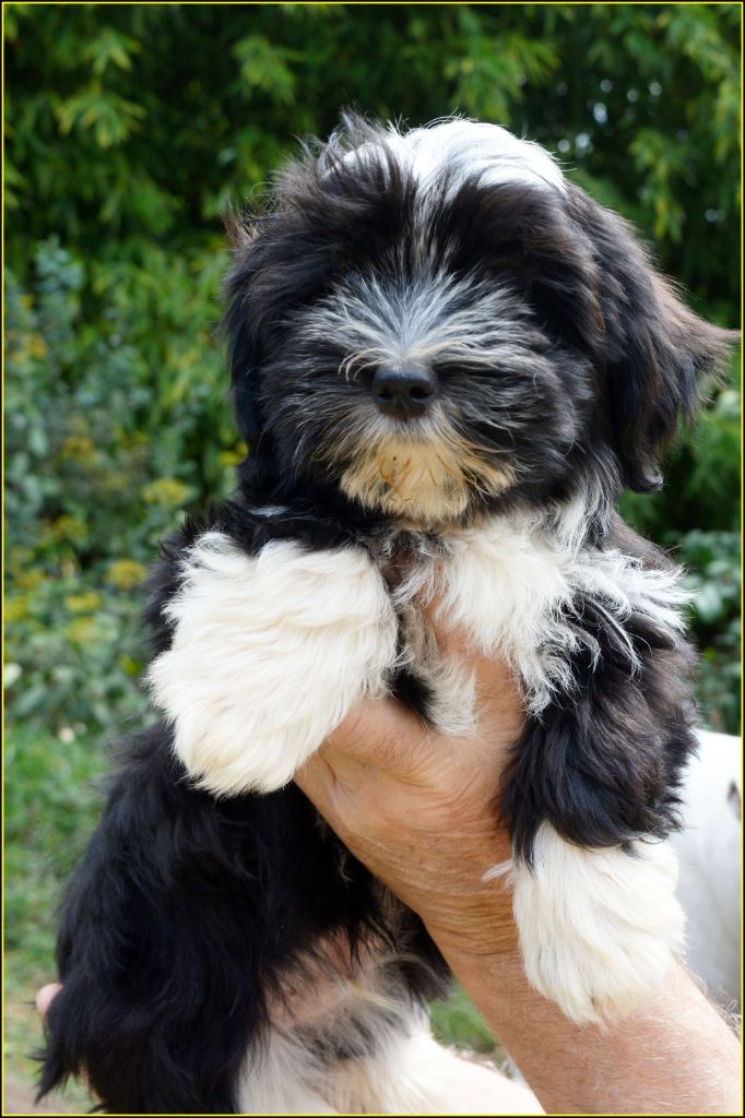 Du Buisson De La Passée - Chiots disponibles - Bichon Havanais